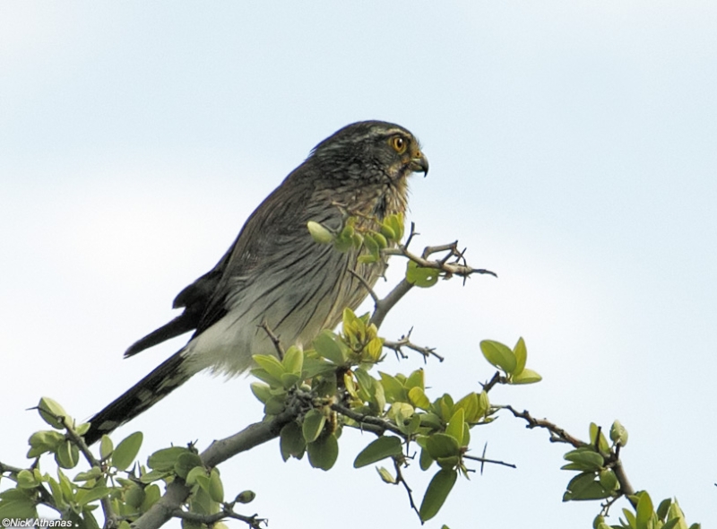 Spot-winged Falconet