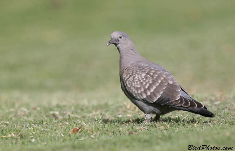 Spot-winged Pigeon