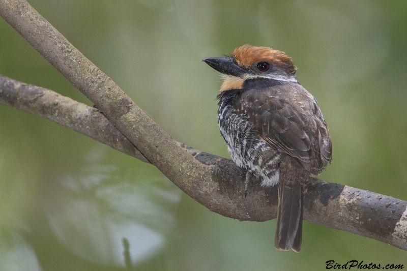 Spotted Puffbird