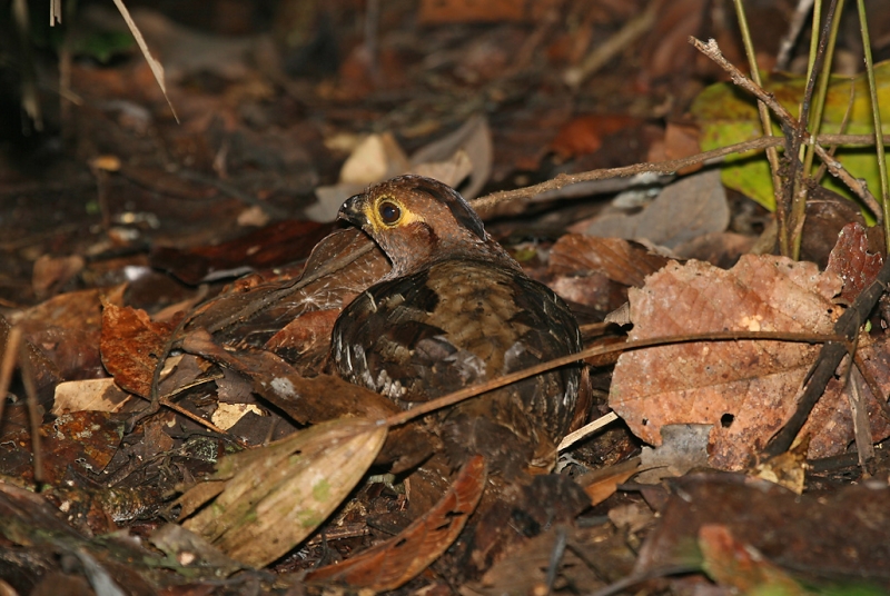 Starred Wood Quail