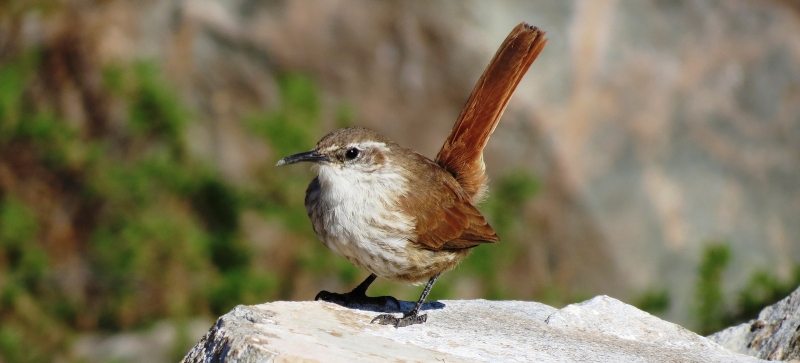 Straight-billed Earthcreeper