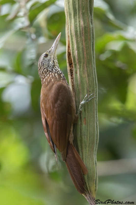 Straight-billed Woodcreeper