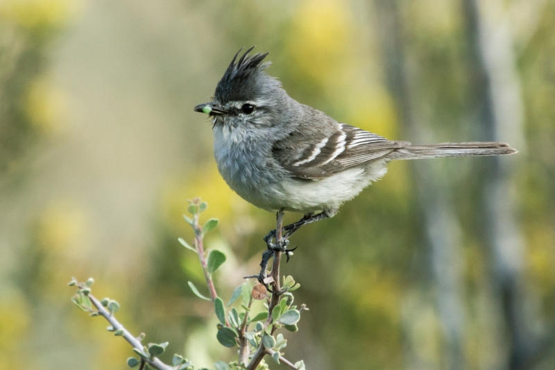 Straneck's Tyrannulet