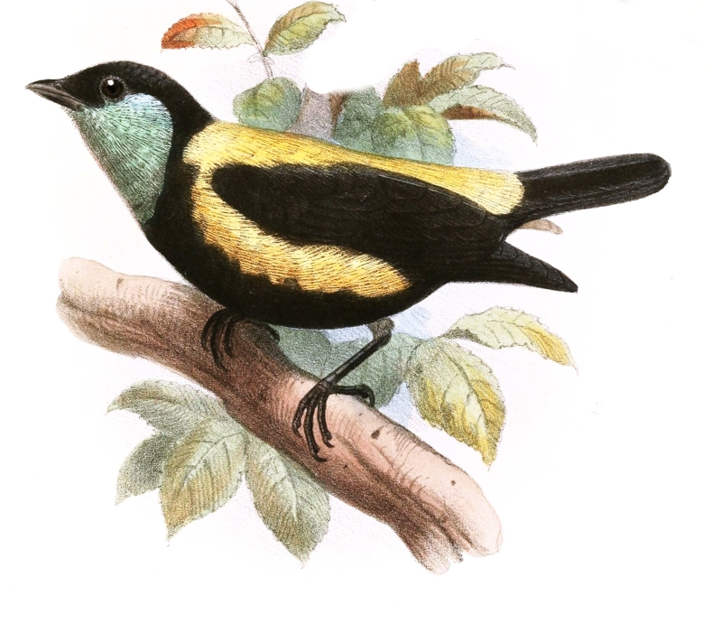 Straw-backed Tanager