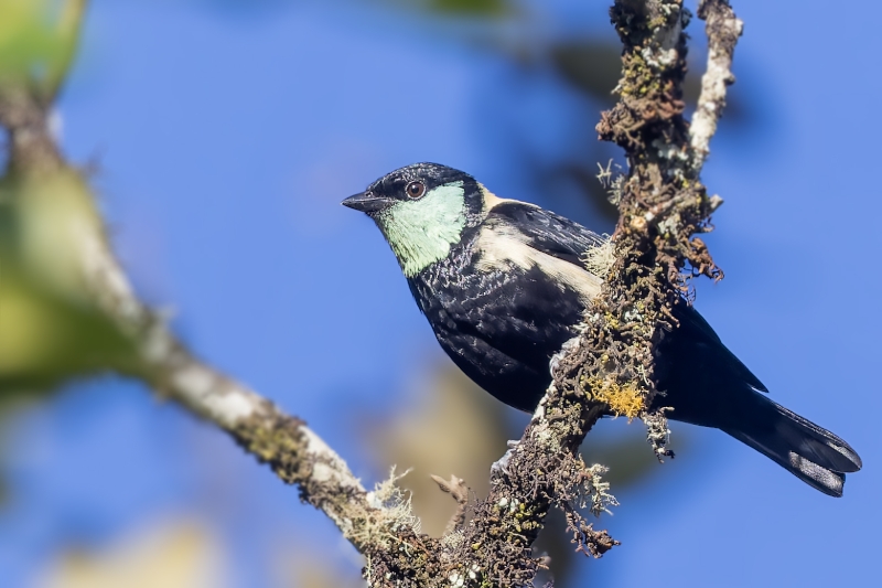 Straw-backed Tanager