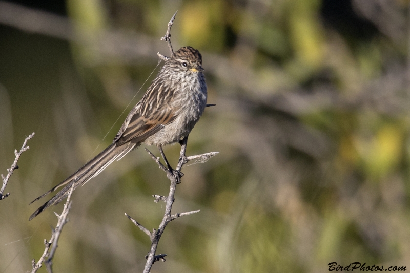 Streak-backed Tit-Spinetail