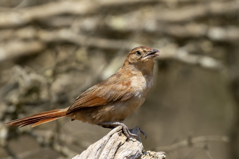 Streak-fronted Thornbird