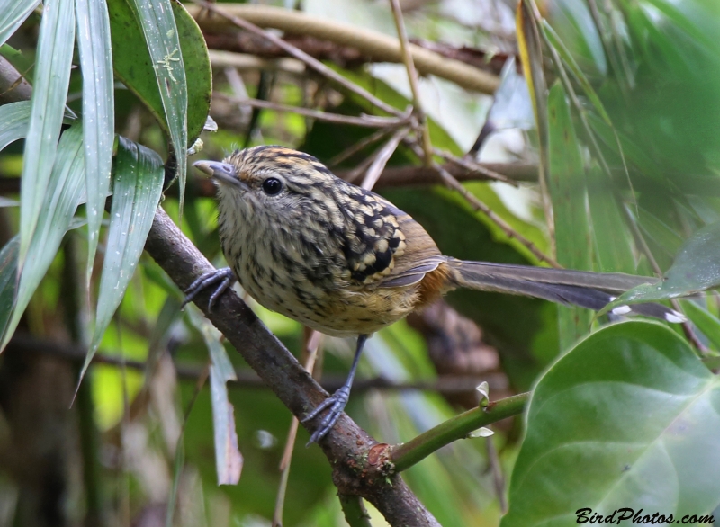 Streak-headed Antbird