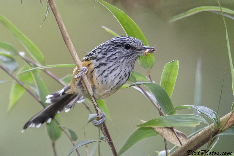 Streak-headed Antbird