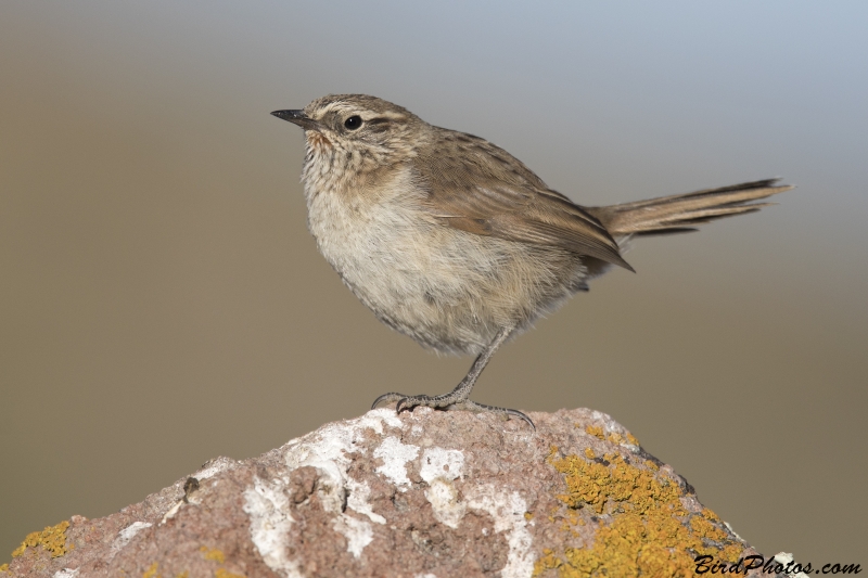 Streak-throated Canastero