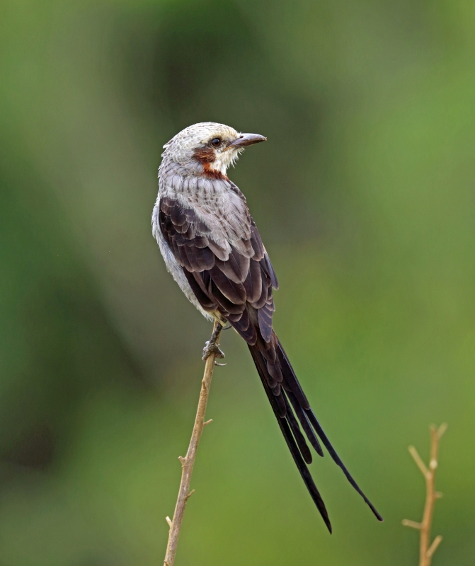 Streamer-tailed Tyrant