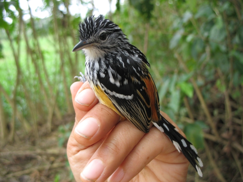 Striated Antbird