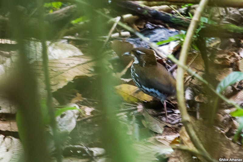 Striated Antthrush