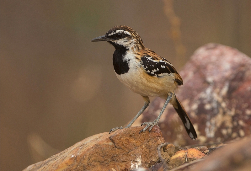 Stripe-backed Antbird