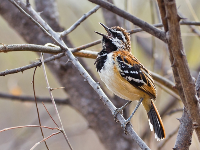 Stripe-backed Antbird