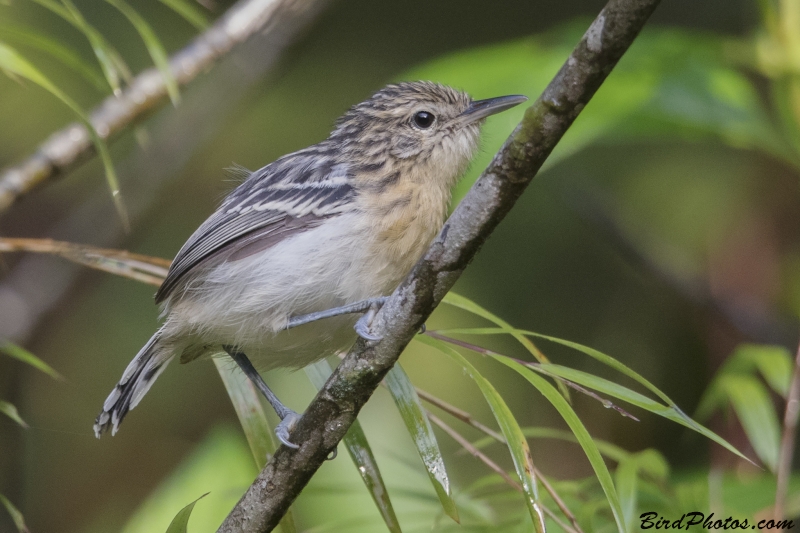 Stripe-chested Antwren