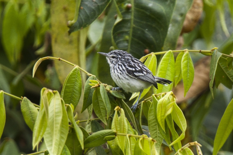 Stripe-chested Antwren