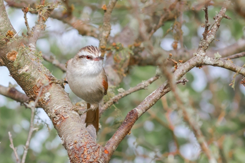 Stripe-crowned Spinetail