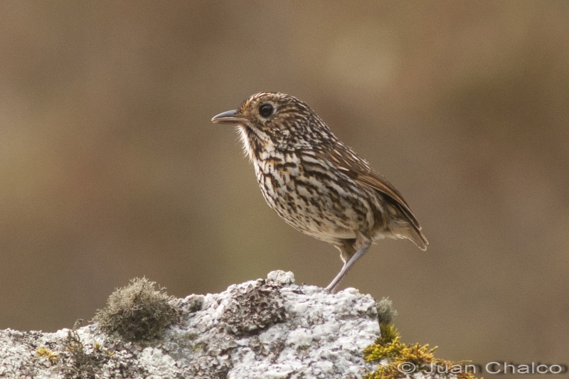 Stripe-headed Antpitta