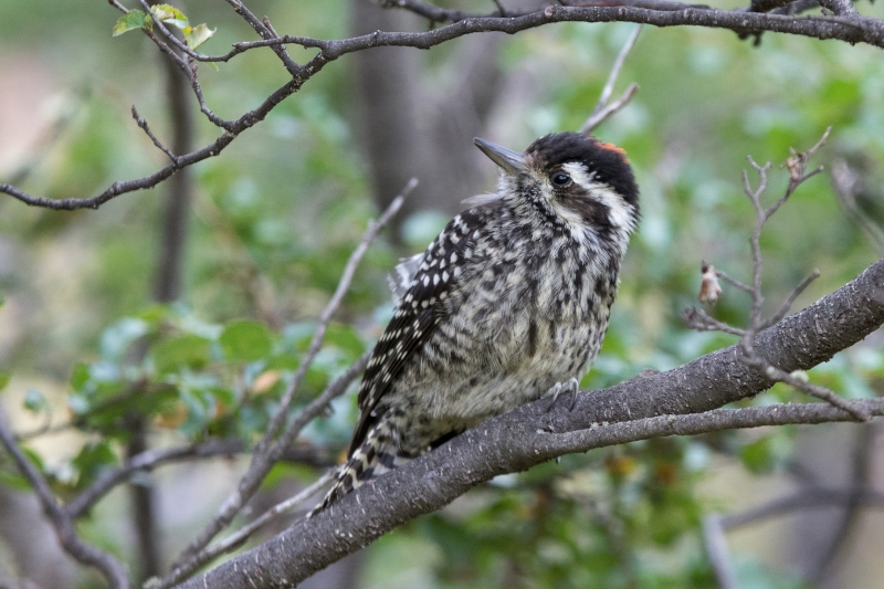 Striped Woodpecker