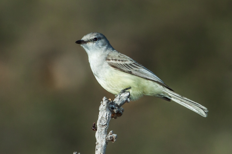 Suiriri Flycatcher