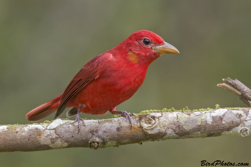 Summer Tanager