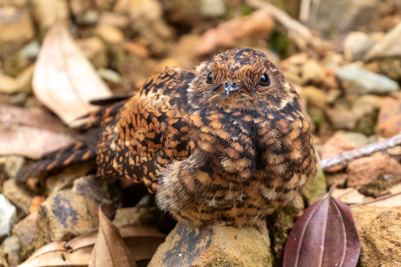 Swallow-tailed Nightjar