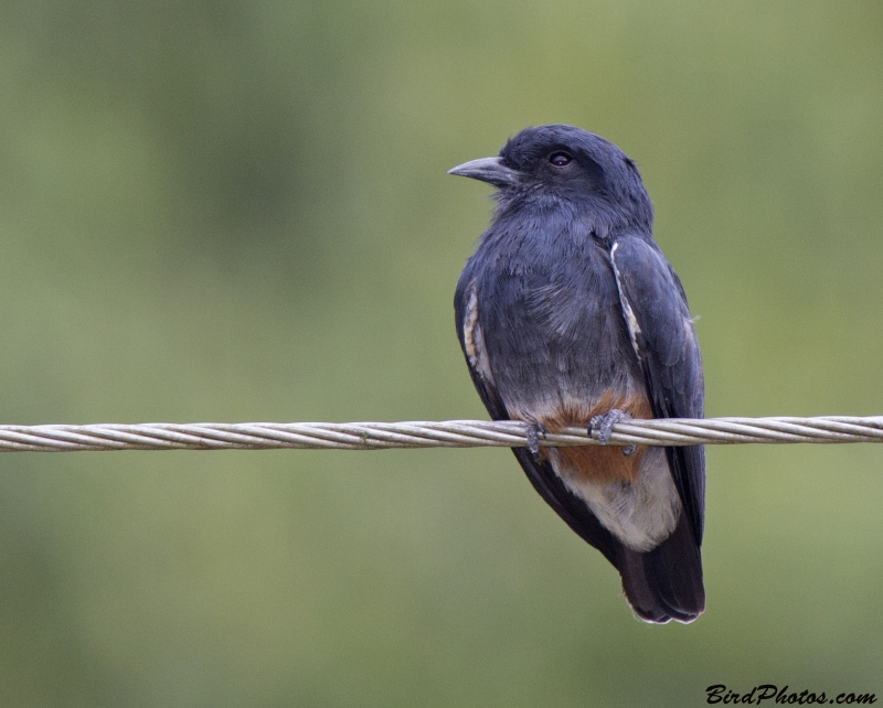 Swallow-winged Puffbird