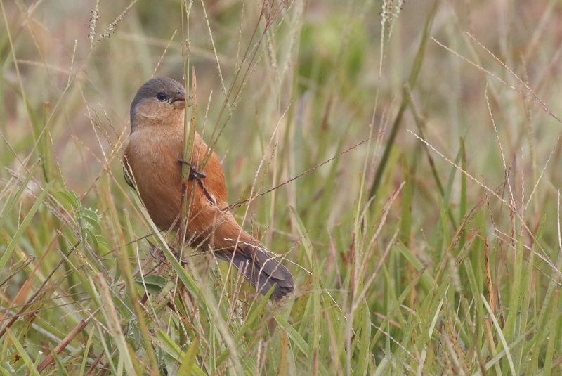 Tawny-bellied Seedeater