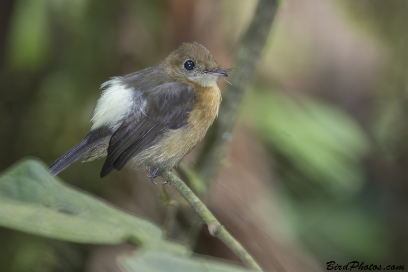 Tawny-breasted Myiobius