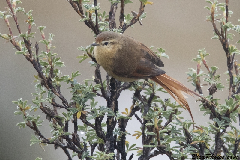 Tawny Tit-Spinetail