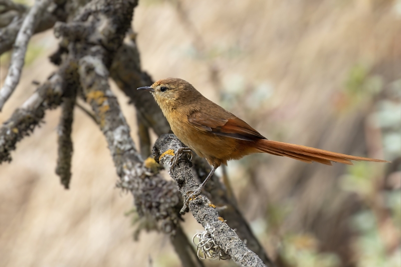 Tawny Tit-Spinetail