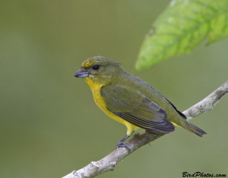 Thick-billed Euphonia