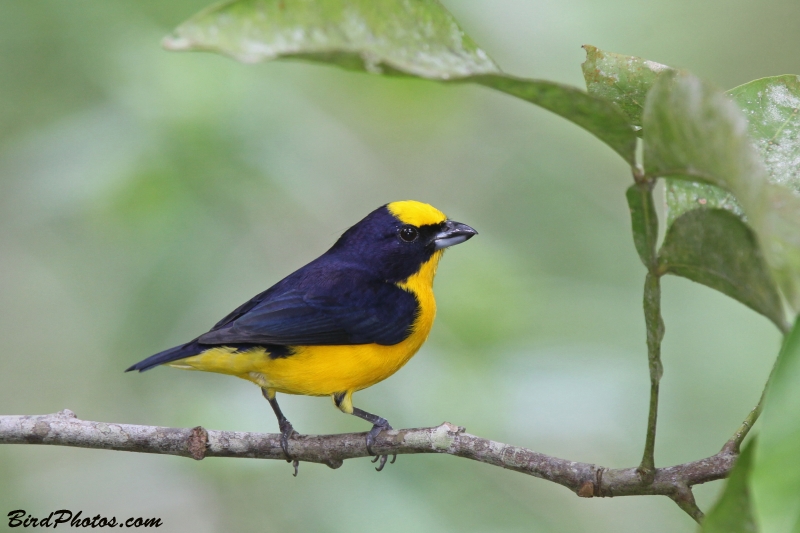 Thick-billed Euphonia