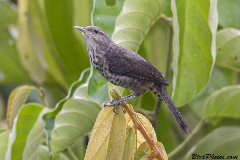 Thrush-like Wren