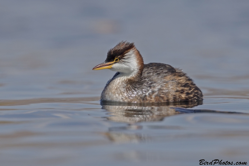 Titicaca Grebe