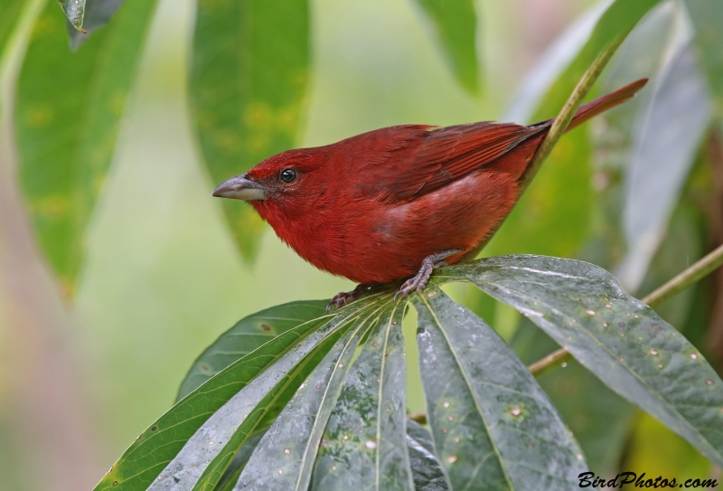 Tooth-billed Tanager