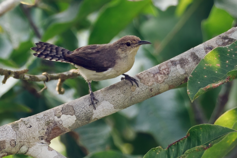 Tooth-billed Wren