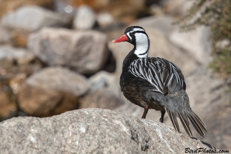 Torrent Duck