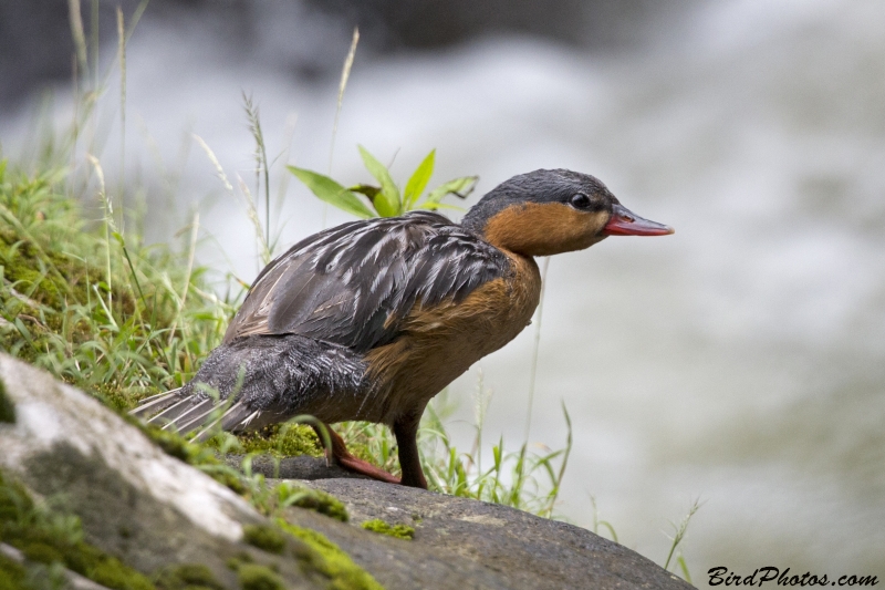 Torrent Duck