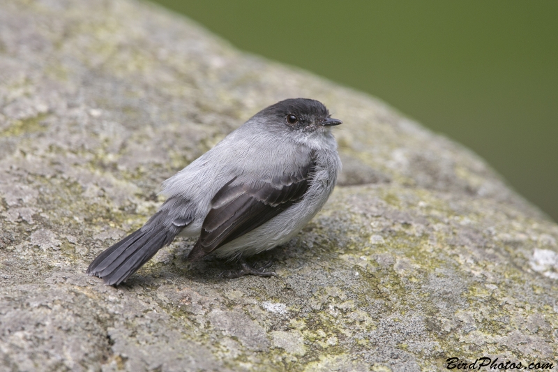 Torrent Tyrannulet