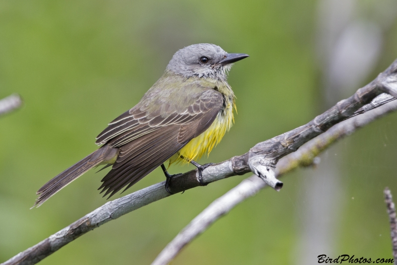 Tropical Kingbird