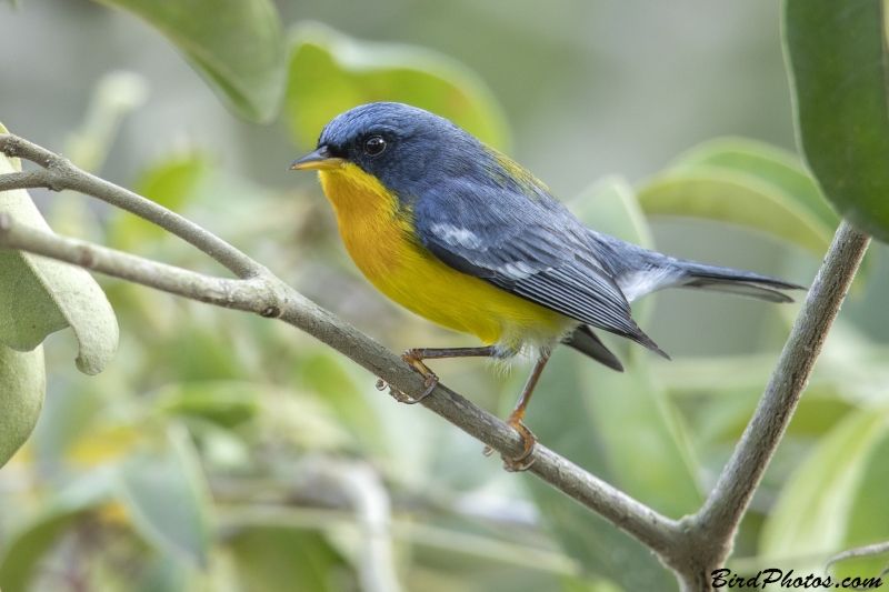 Tropical Parula