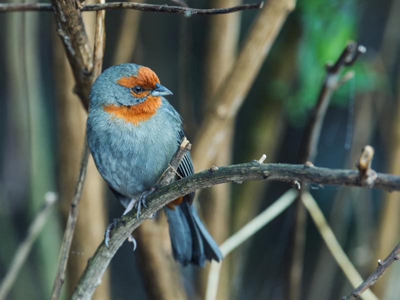 Tucuman Mountain Finch