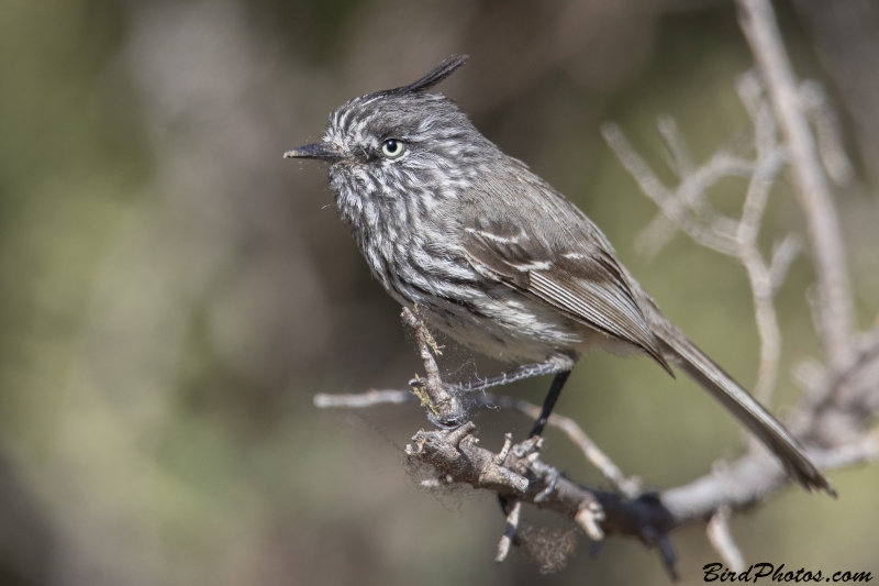 Tufted Tit-Tyrant