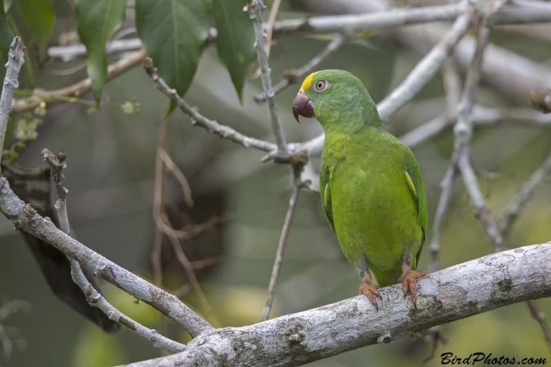 Tui Parakeet