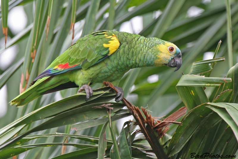 Turquoise-fronted Amazon