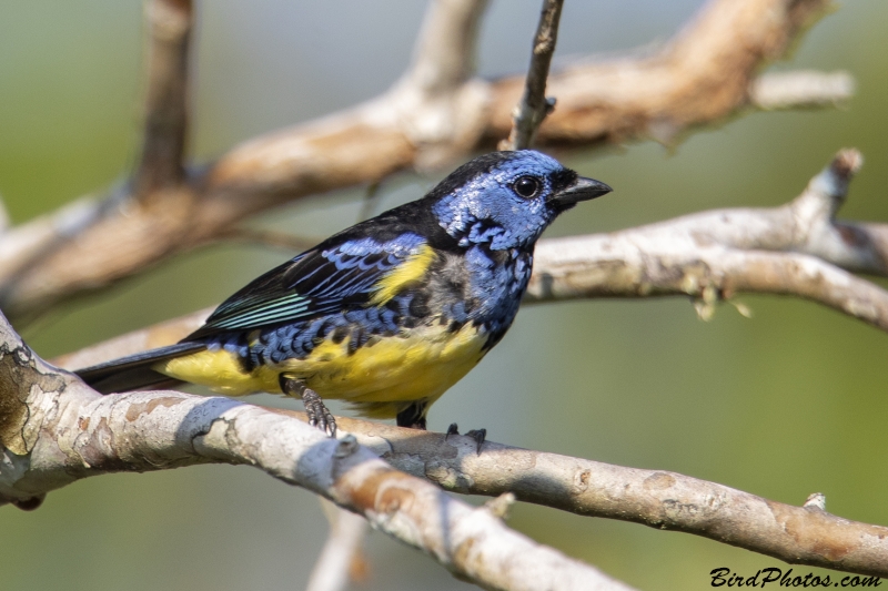 Turquoise Tanager