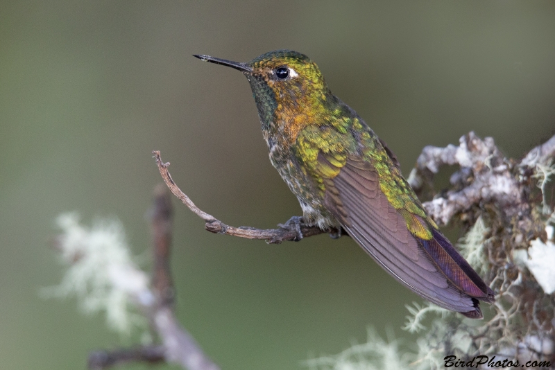 Tyrian Metaltail