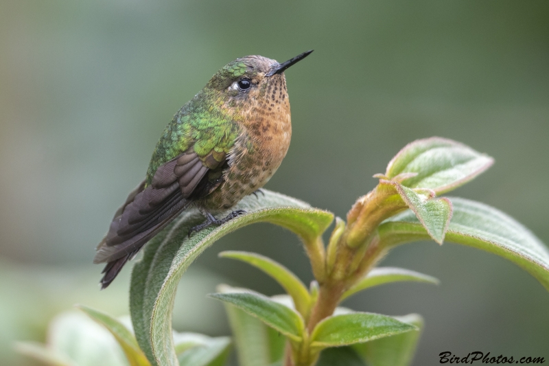 Tyrian Metaltail